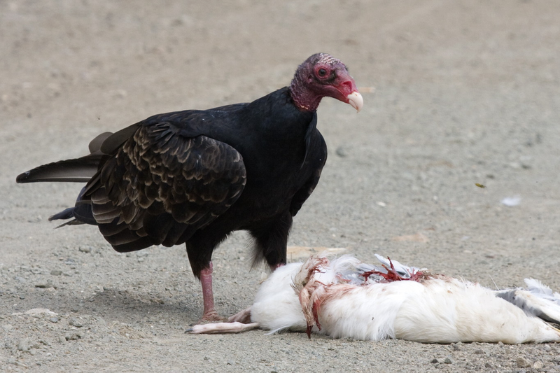 Turkey vulture at Morro Rock feeding on a dead western gull. Photo Courtesy: Kevin Cole
